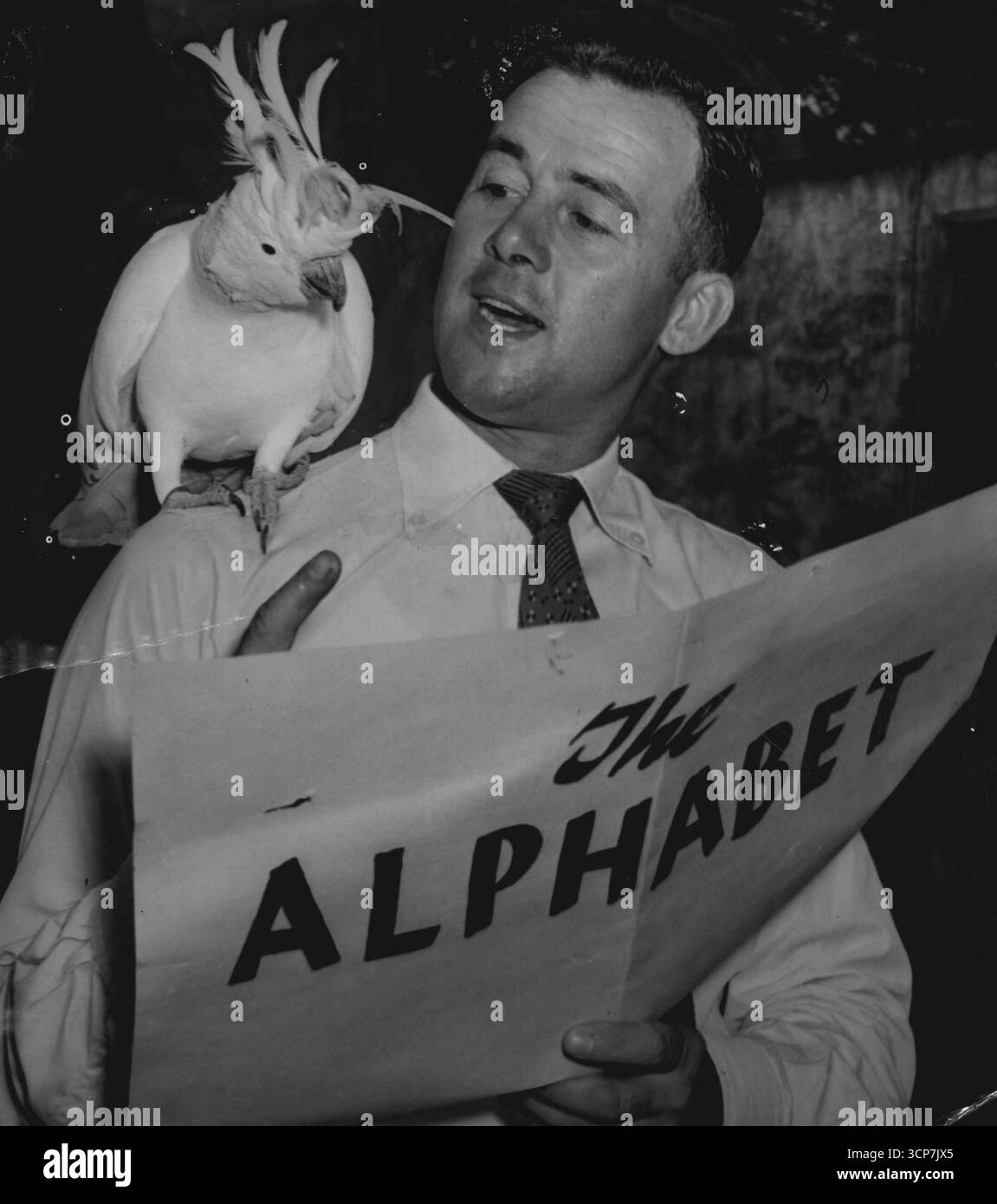 Lost for Words - Keith Smith, alla ricerca di un uccello che parlerà nella sessione Pied Piper, 2 GB, 7,30 PM di giovedì, dà un'audizione a un cockatoo bianco. Cocky è interessato ma ha lasciato Keith a parlare la maggior parte. 15 marzo 1955. Foto Stock