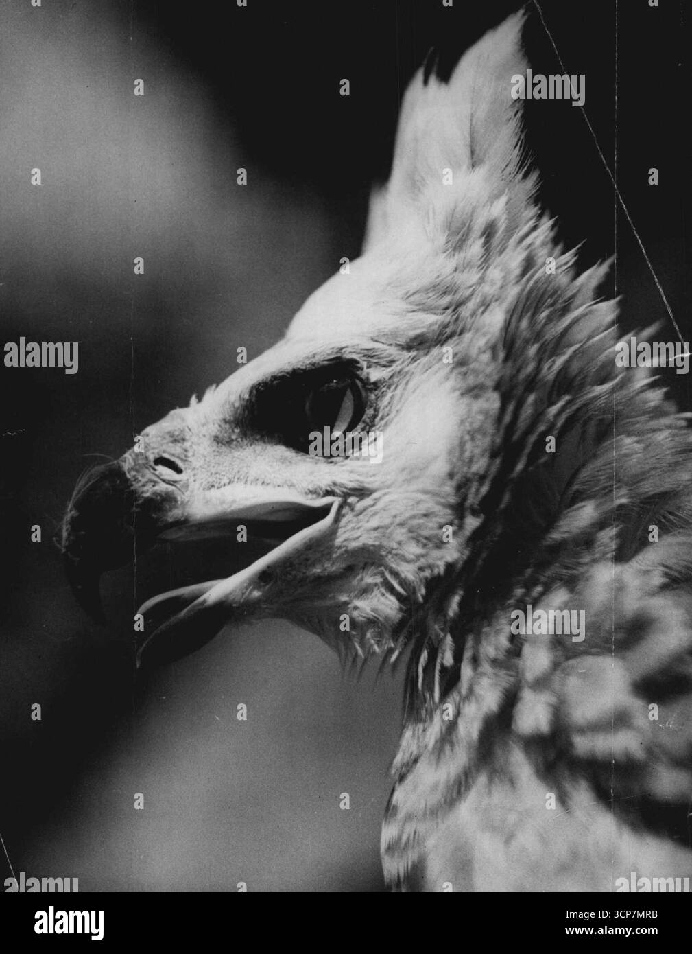 Volato allo ZooJust, residenza dello Zoo di Londra dopo essere arrivato dalla Gold Coast in aereo, questo nome e l'aquila coronata dall'aspetto amichevole con un'aria aristocratica. 4 settembre 1948. (Foto di Reuterphoto). Foto Stock