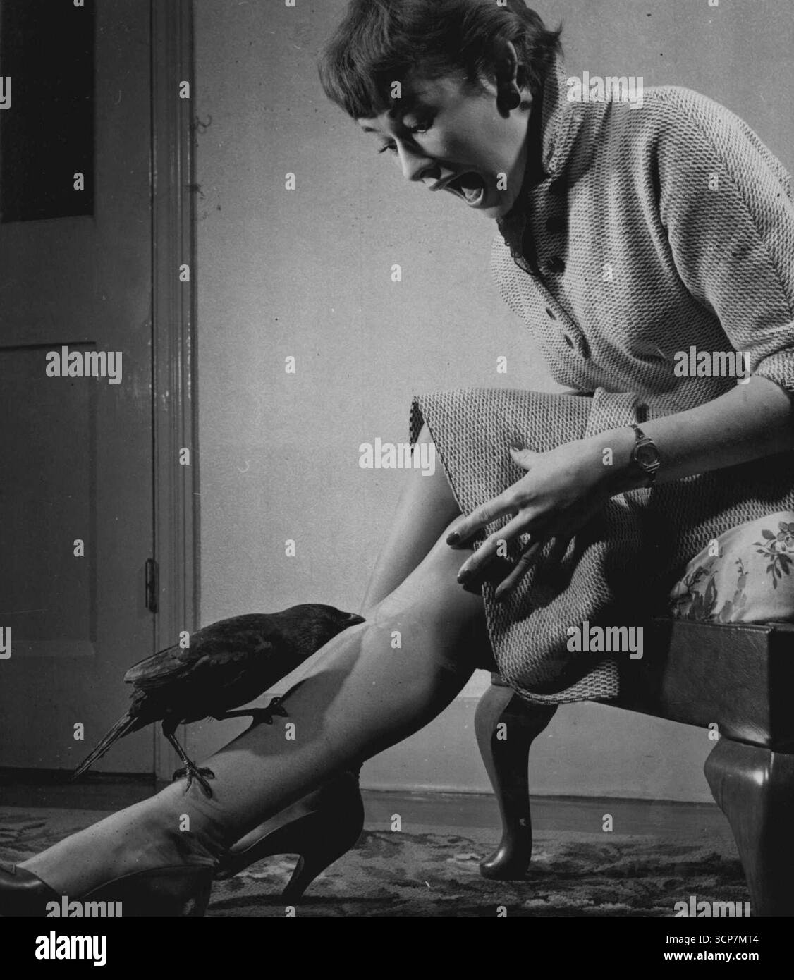 E' arrivato un jackdaw... e le ha rubato il tubo. Si chiama Richarlo. E' addomesticato e amichevole. Anche se è impopolare tra le donne. Adora le calze da intonaco. Qui tira fuori un pezzo di nylon più velocemente di quanto Gillian Tait possa dire scala. 6 dicembre 1954. (Foto di Daily Mirror). Foto Stock