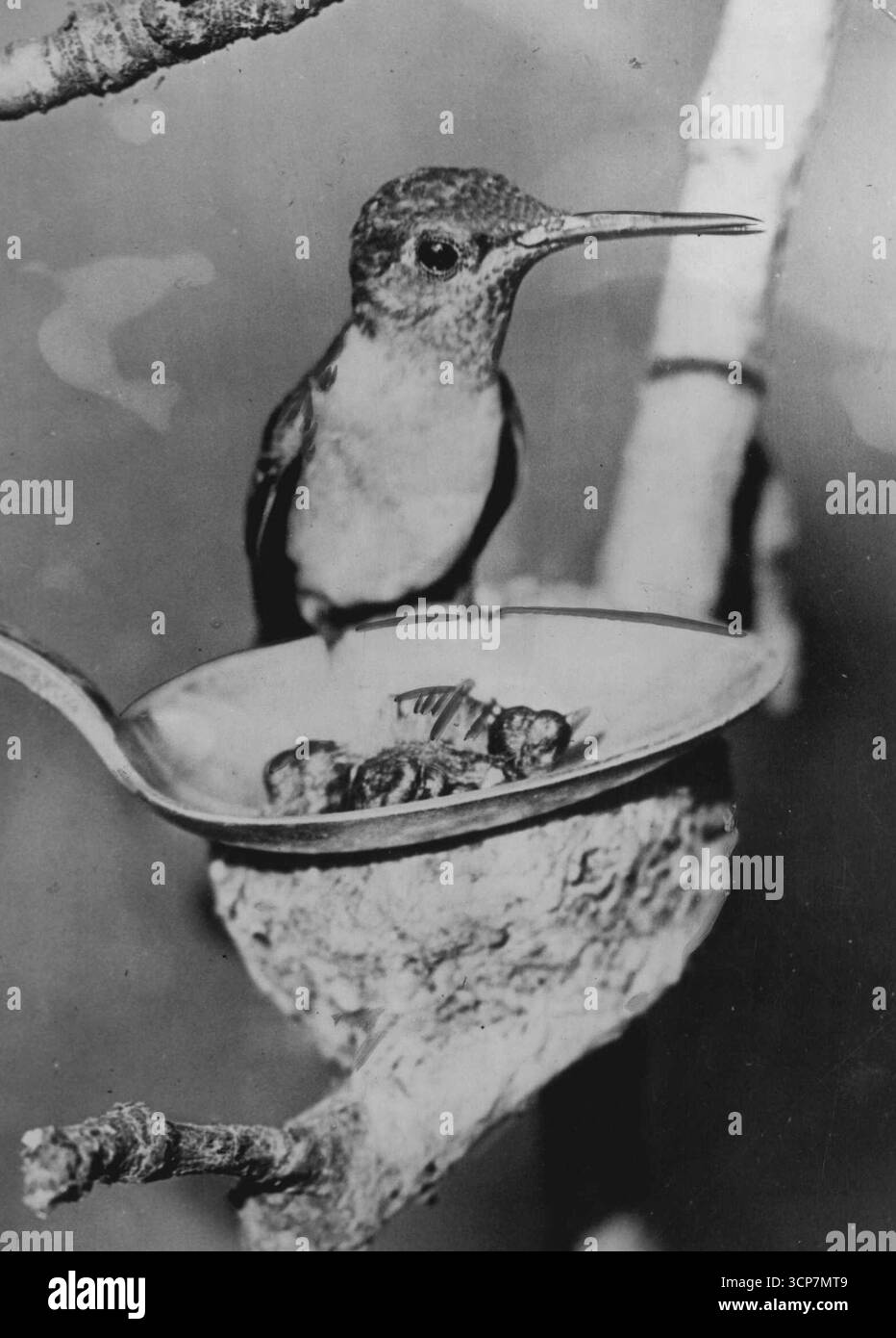 Bronx Mamma uccello e Brood - allo zoo del Bronx, mostra una madre ubriaca arroccata sul bordo di un cucchiaio che tiene la sua prole appena schiusa. I bambini sono nati nel nido sul quale il cucchiaio sta riposando. Poiché il cucchiaio è tenuto da un assistente, è difficile dire se il bagliore nell'occhio della madre è un orgoglio o un'apprensione. Foto scattata dal Dr. C.W. Leister, dello zoo del Bronx, e dal Dr. A. A. Allen, della Cornell University. 11 maggio 1934. (Foto di Associated Press Photo). Foto Stock