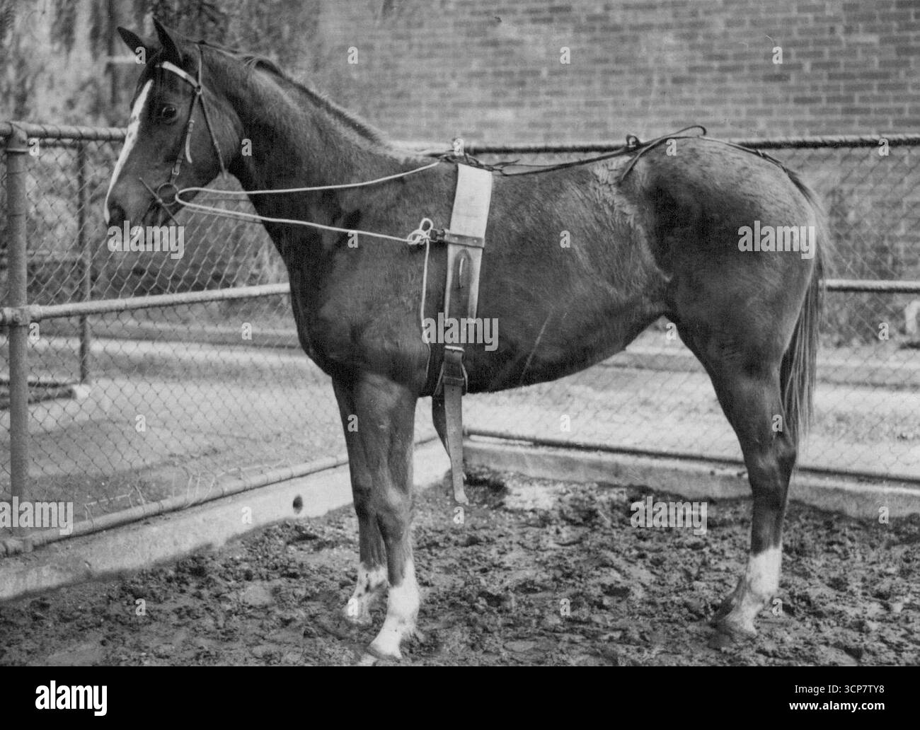 Questa lotta, preparata a Flemington per il suo debutto in gara, non è ancora stata nominata, ma tutti gli uomini di Melbourne la conoscono come la "figlia delle stelle".ha fatto notizia in prima pagina quando è stata rinchiusa nell'ottobre 1952, perché il suo padre era la vincitrice della Melbourne Cup Comic Court e la sua diga il glamour mare Tranquil Star.la "figlia delle stelle" è di proprietà del suo allevatore, Mr. T.G.Jones, e viene allenata da Pat Burke. alle scuderie di Burke ha la scatola occupata dal Comic Court nel 1950, quando ha vinto la Melbourne Cup con 9,5.lei è una castagna e ha i distintivi segni bianchi di Tranquil Star - W Foto Stock