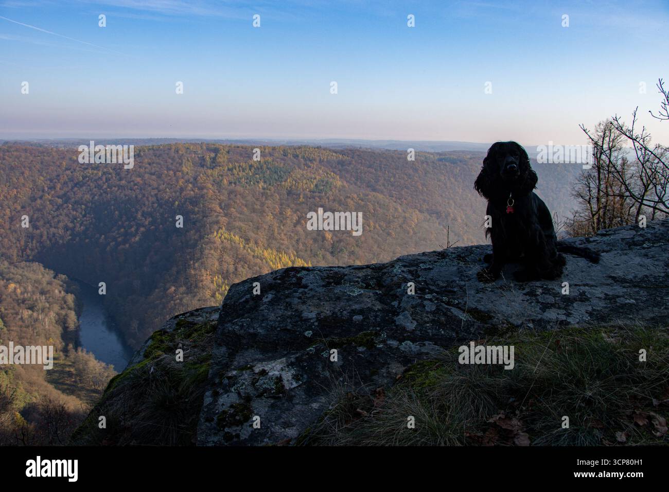 Cane Spaniel Cocker inglese nero seduto nella foresta autunnale, circondato da foglie colorate cadute, che sembra attento e vigile, e che fotografa animali domestici di stagione Foto Stock