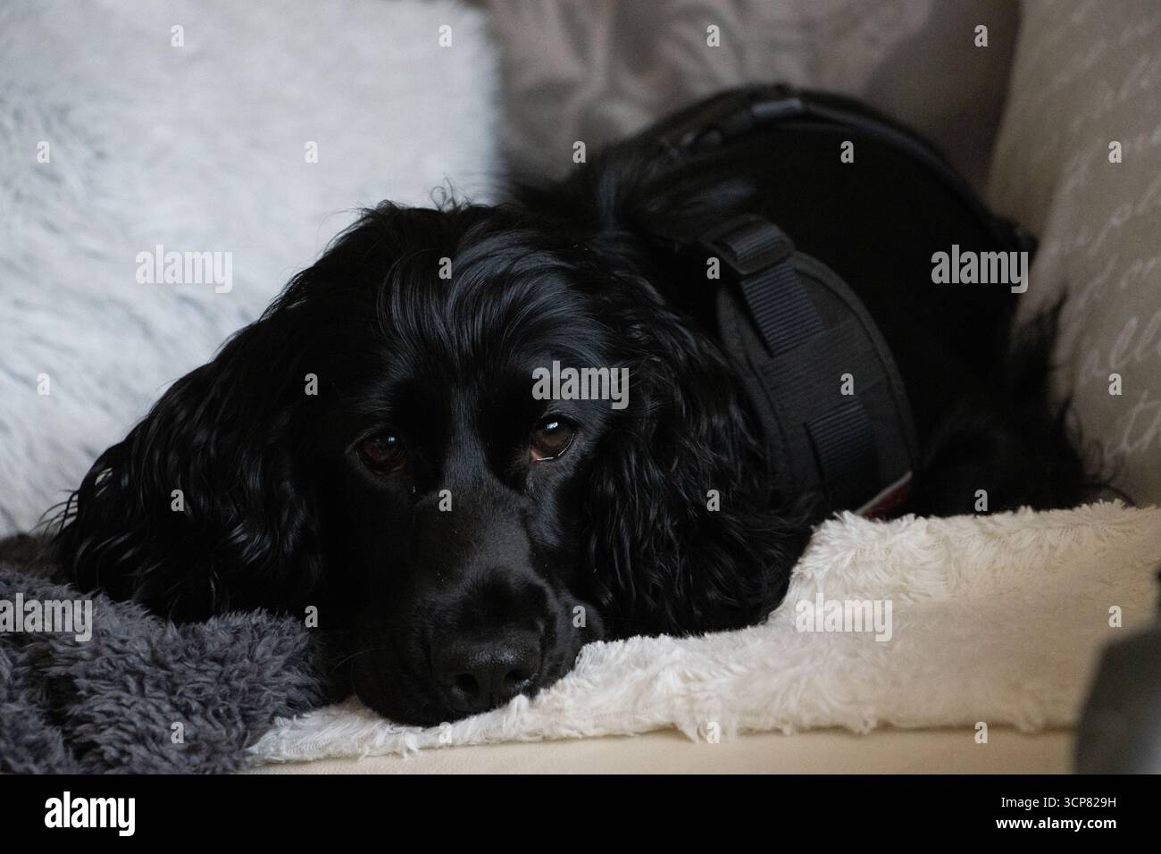 Il Cocker Spaniel inglese nero si posa al chiuso, sfoggia un cappotto elegante, occhi espressivi e il temperamento amichevole del cane di razza pura. Foto Stock