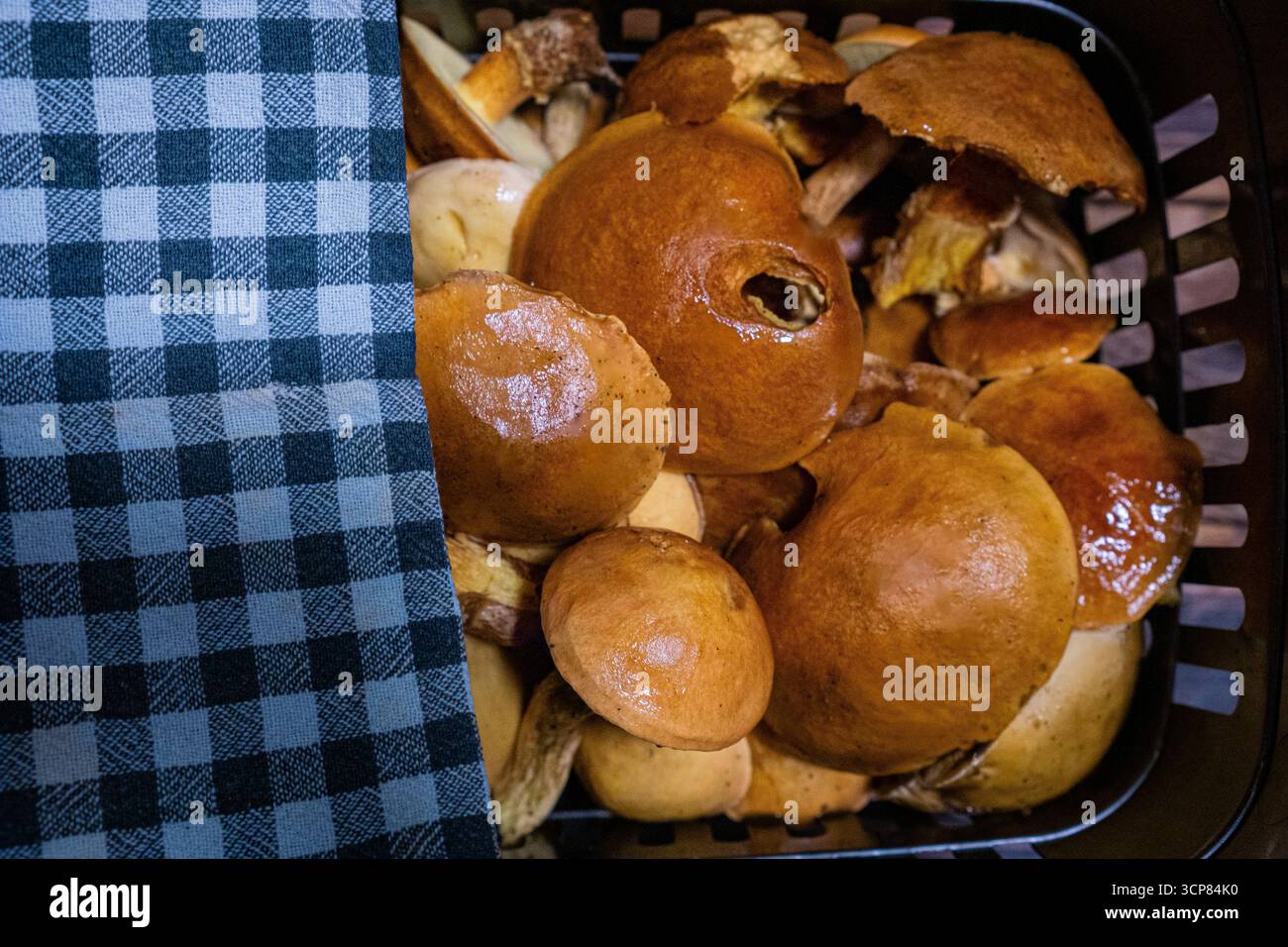 Funghi freschi in bolo raccolti in un cesto ricoperto di tessuto a scacchi, funghi commestibili provenienti dalla raccolta forestale autunnale. Foto Stock