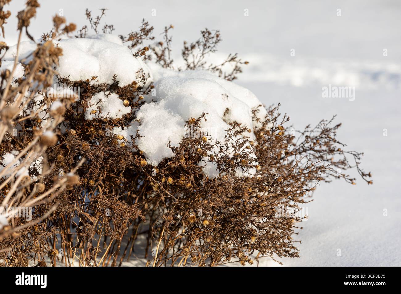 Pianta di fiori morta o inattiva coperta di neve durante l'inverno. Cura delle piante, giardino floreale e architettura paesaggistica Foto Stock