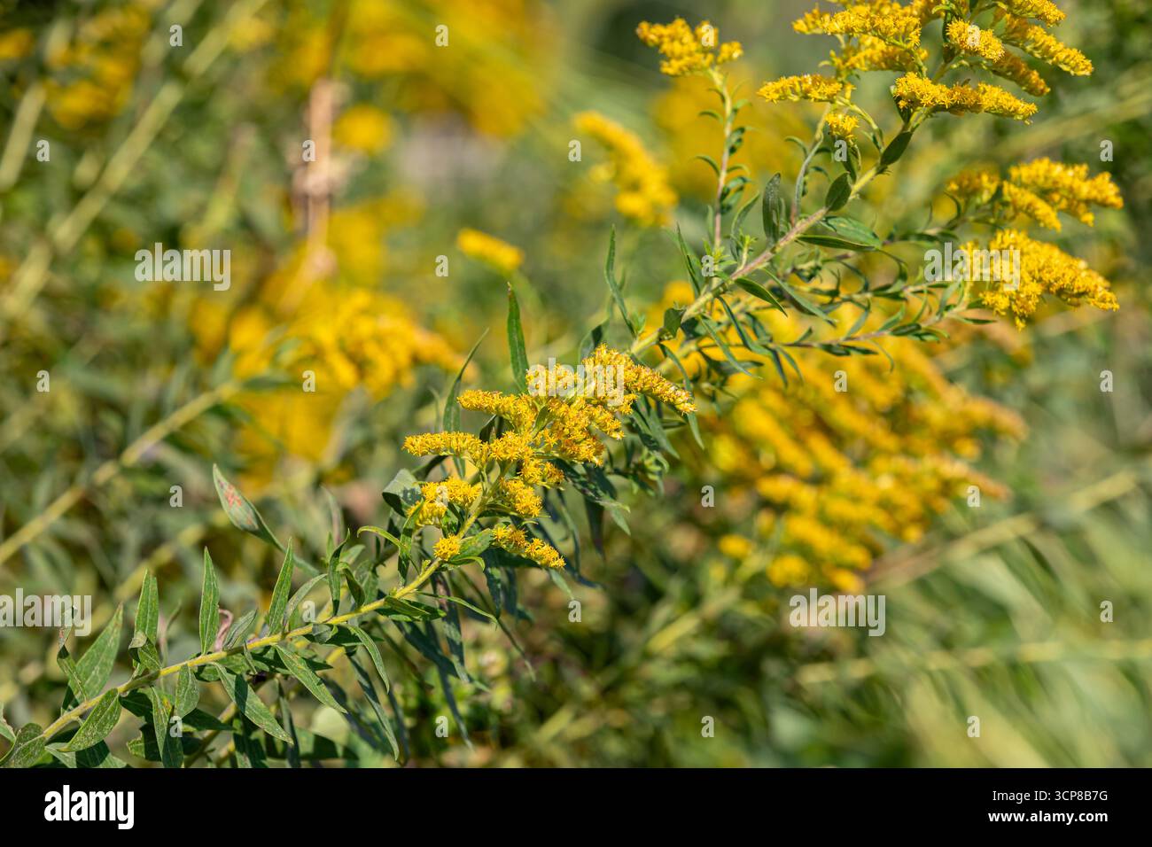 Pianta di canna d'oro con fiori gialli. Giardino di fiori selvatici, giardinaggio e concetto di habitat impollinatore. Foto Stock