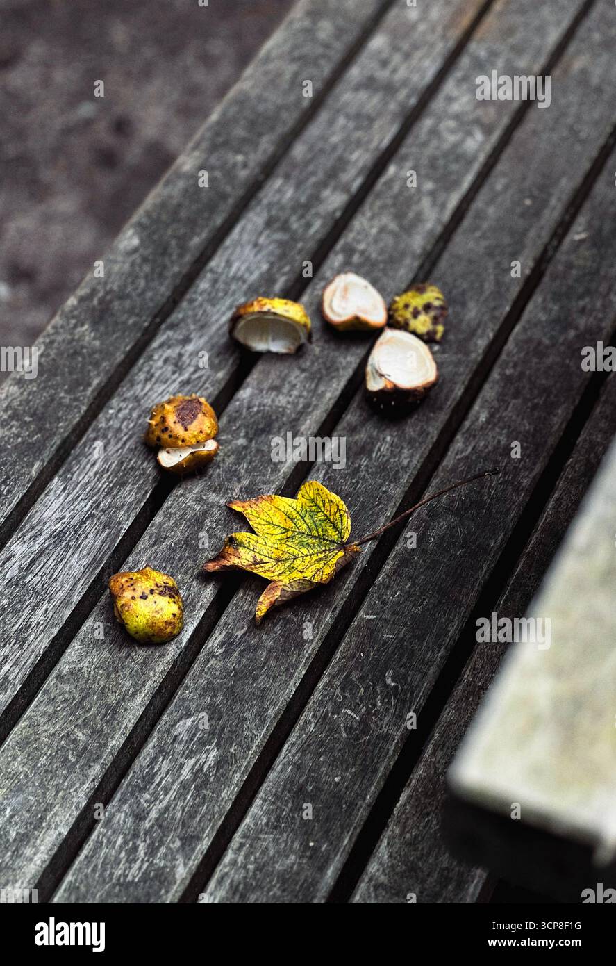 Sfondo astratto con foglie d'autunno dorate e conchiglie di castagne su una panchina in un parco Foto Stock