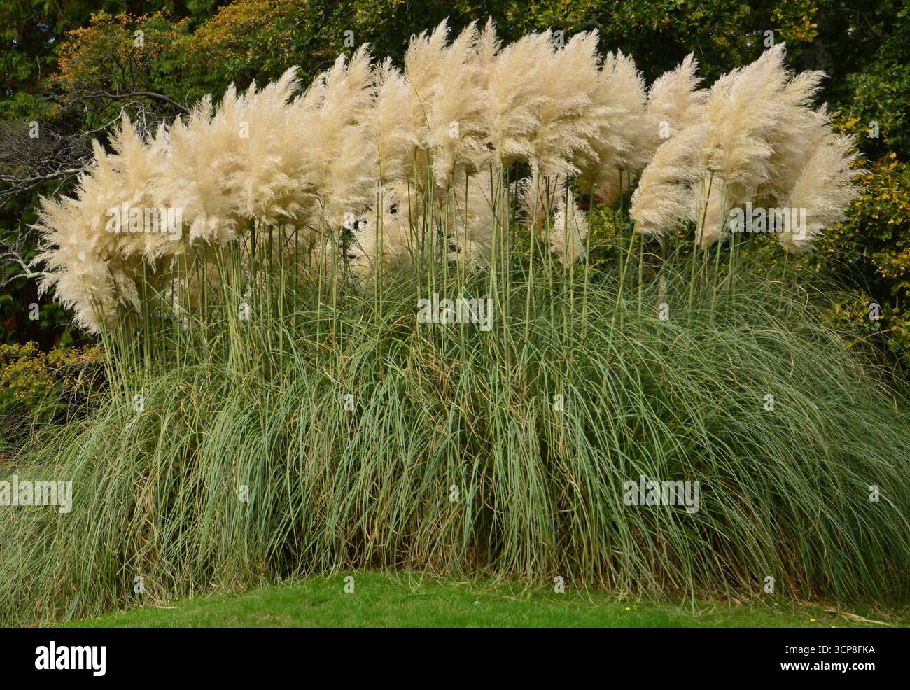 Grande grappolo di pampas (Cortaderia selloana) in fiore allo Sheffield Park and Garden, East Sussex, Inghilterra, a settembre. Foto Stock