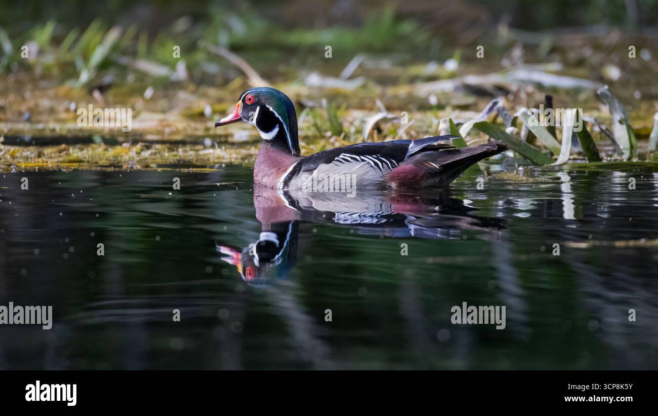 Un'anatra di legno maschile che nuota in acque calme Foto Stock