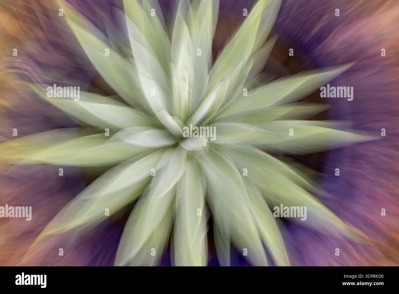 Movimento intenzionale della telecamera su una pianta di tipo aloe verde in una pentola viola Foto Stock