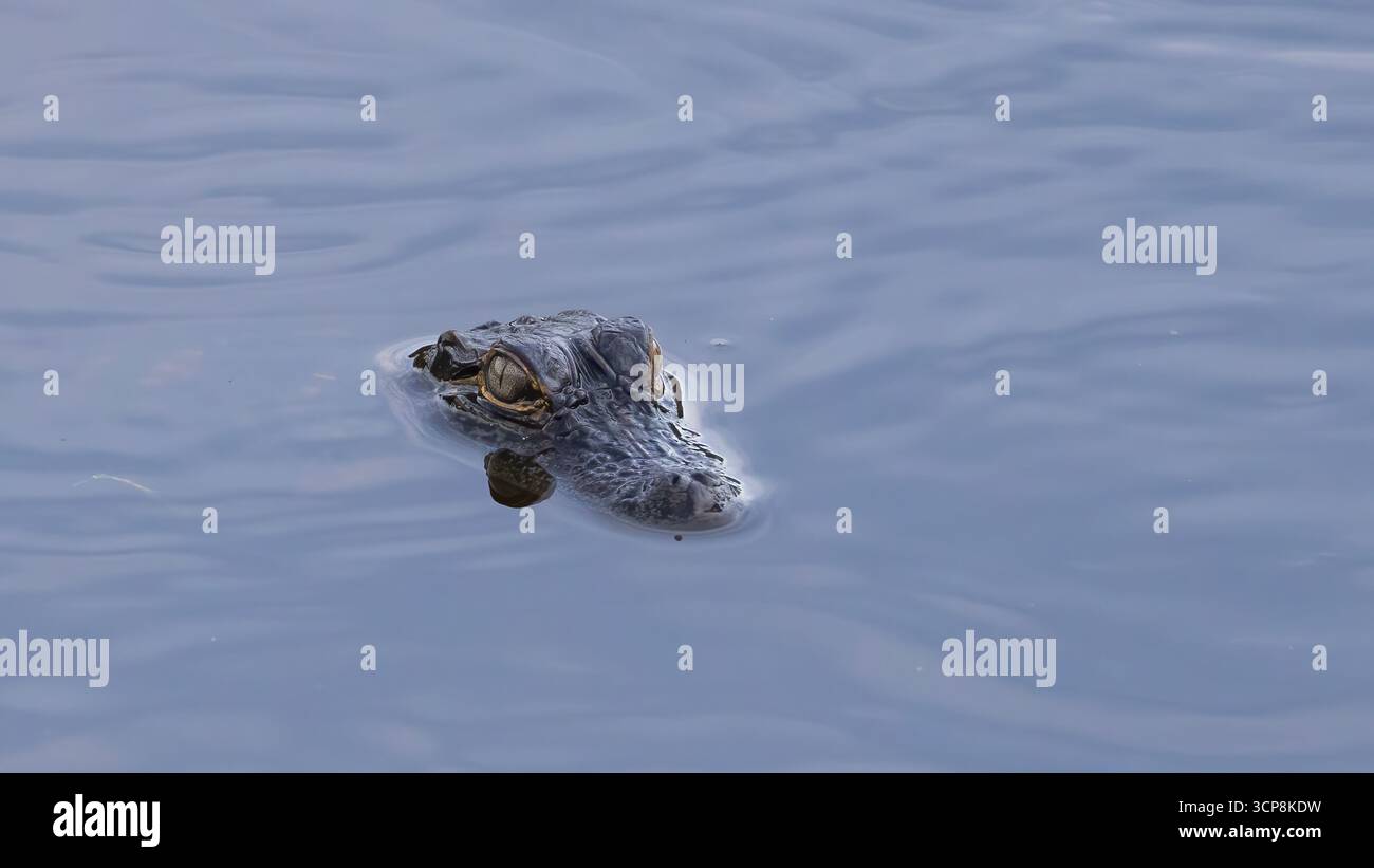 La testa di un alligatore leggermente sopra l'acqua Foto Stock