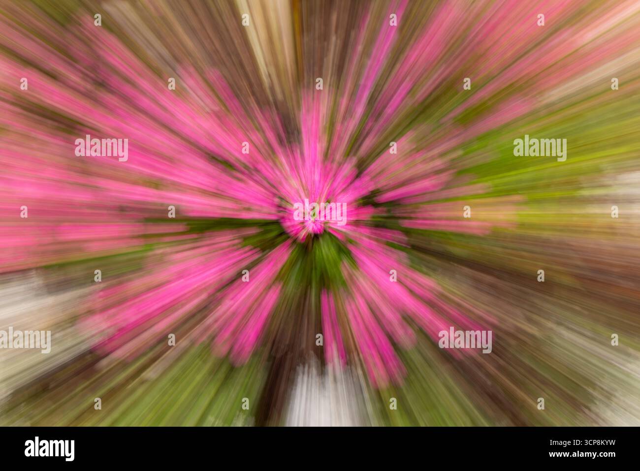 Un movimento intenzionale della fotocamera che si riduce da un fiore rosa Foto Stock