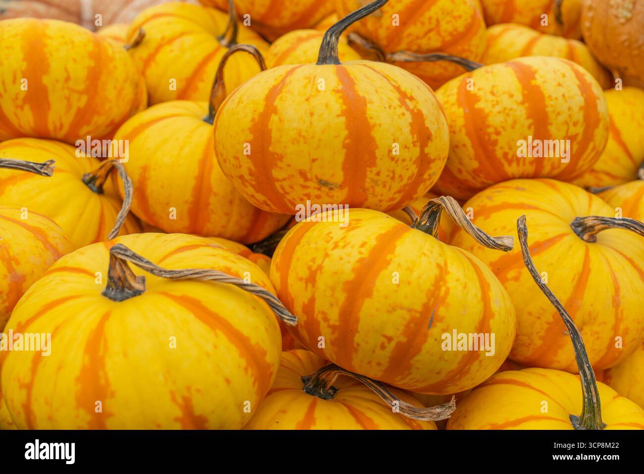 Le zucche Blaze di colore arancione in mostra al mercato agricolo sono perfette per le decorazioni autunnali, Halloween o le esposizioni del Ringraziamento. Foto Stock
