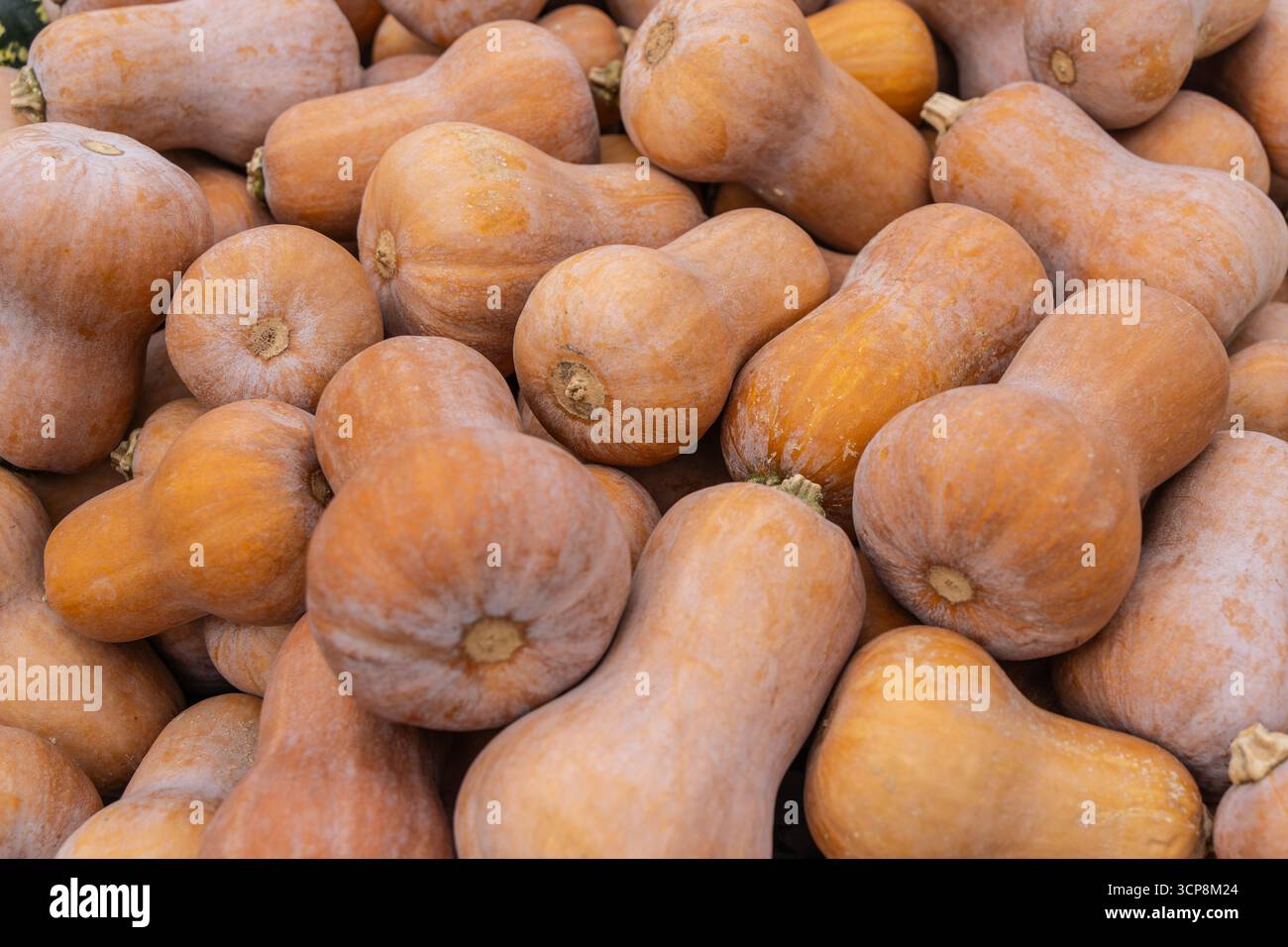 Una mostra di zucca fresca di Honey Nut in un mercato agricolo. Perfetto per il raccolto autunnale, la cucina di stagione e i prodotti freschi della fattoria. Foto Stock