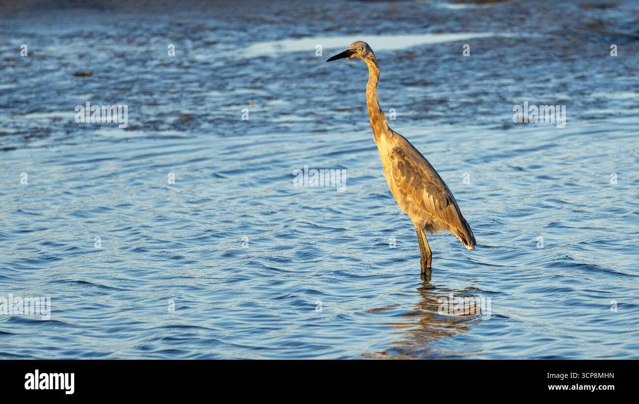 Un'egretta rossastra in acqua poco profonda Foto Stock Un'egretta rossastra in acqua poco profonda Foto Stock