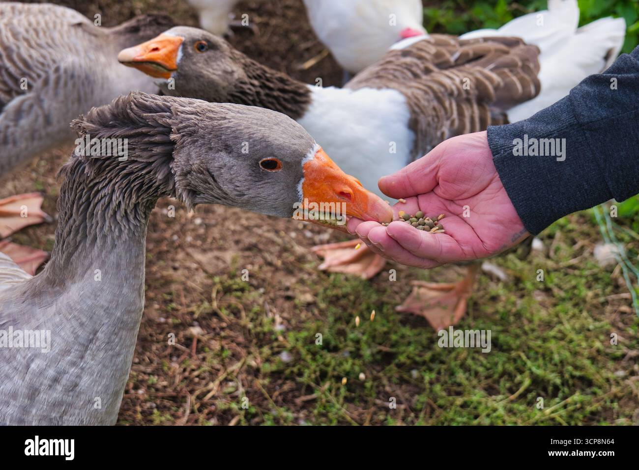 Oche domestiche che mangiano grano di mano umana in una fattoria rurale da vicino in un ambiente rurale Foto Stock