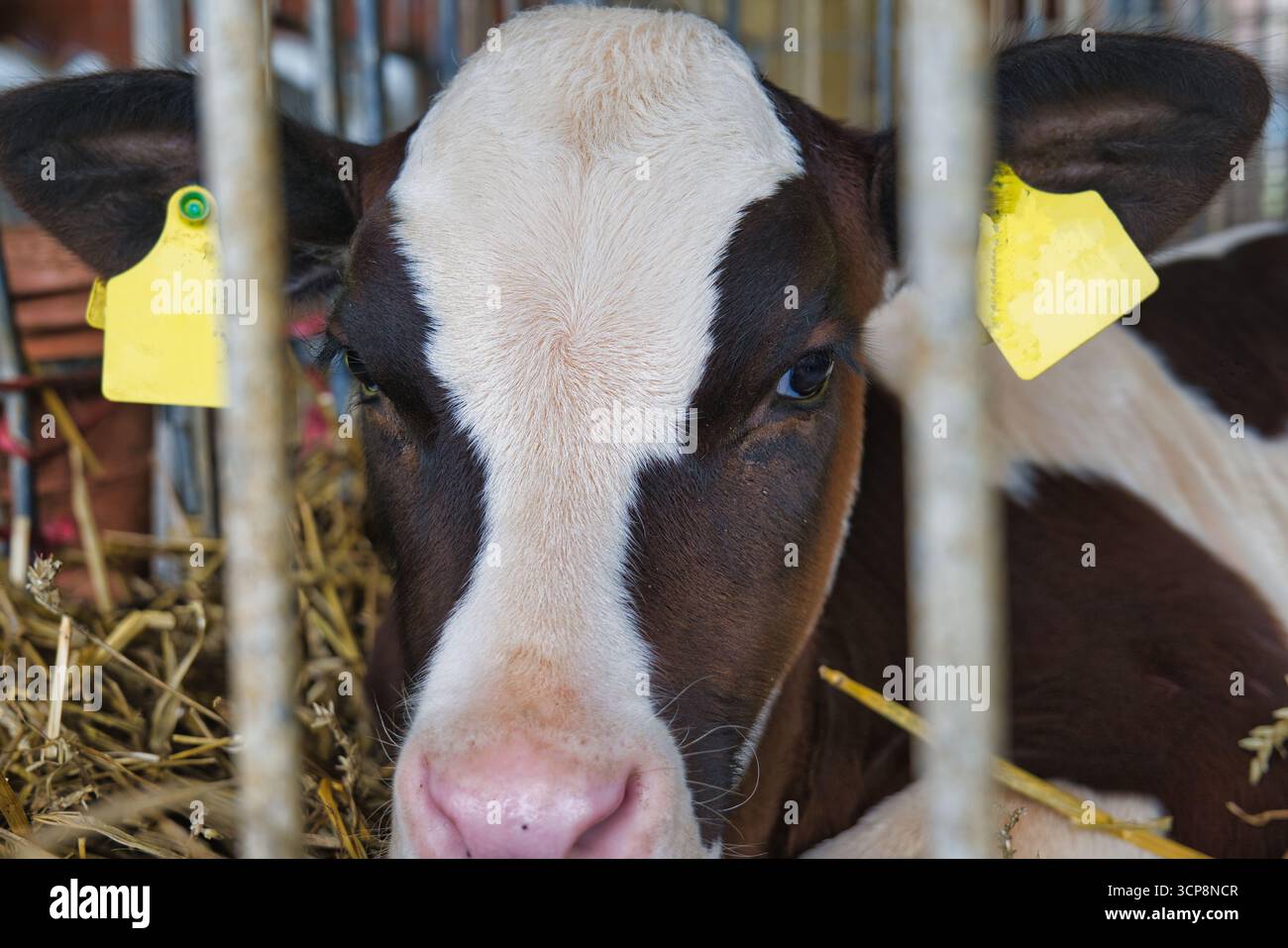 Primo piano dell'allevamento di bovini da vitello con cartellino auricolare giallo all'interno della stalla del caseificio rurale Foto Stock
