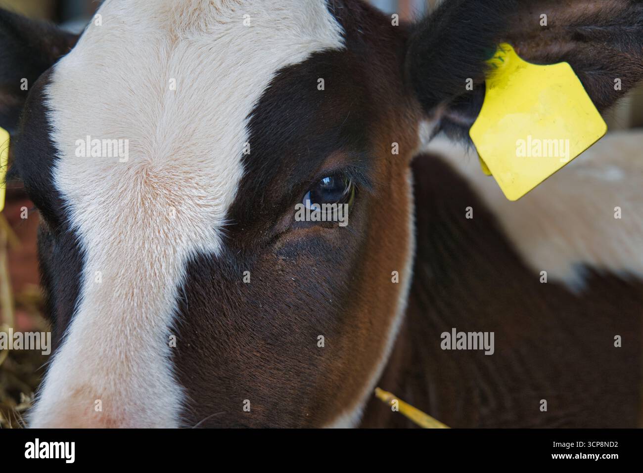 Primo piano dell'allevamento di bovini da vitello con cartellino auricolare giallo all'interno della stalla del caseificio rurale Foto Stock