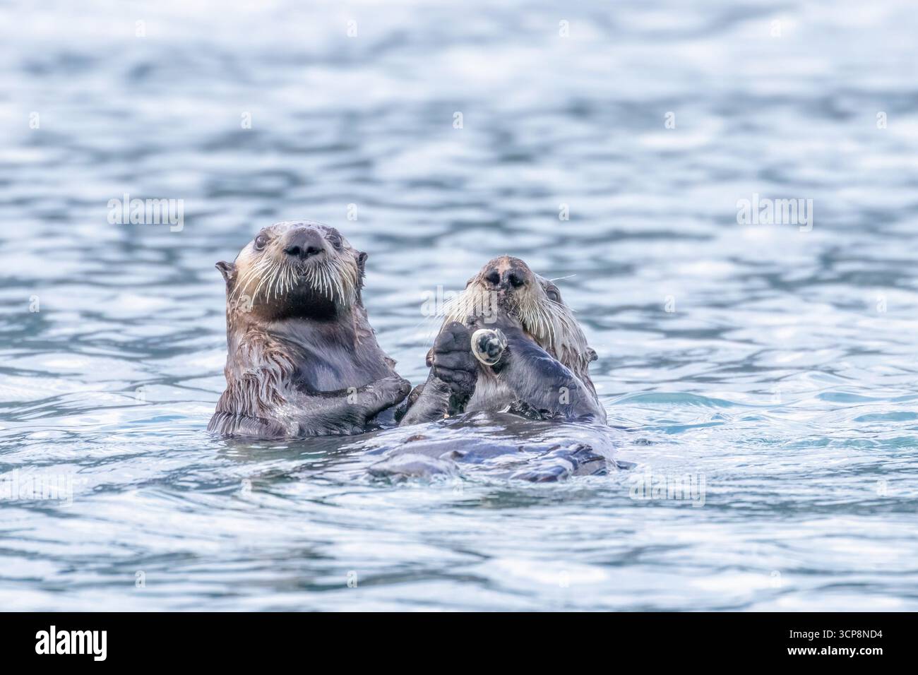 Due lontre di mare con la testa sopra l'acqua che guardano la telecamera Foto Stock