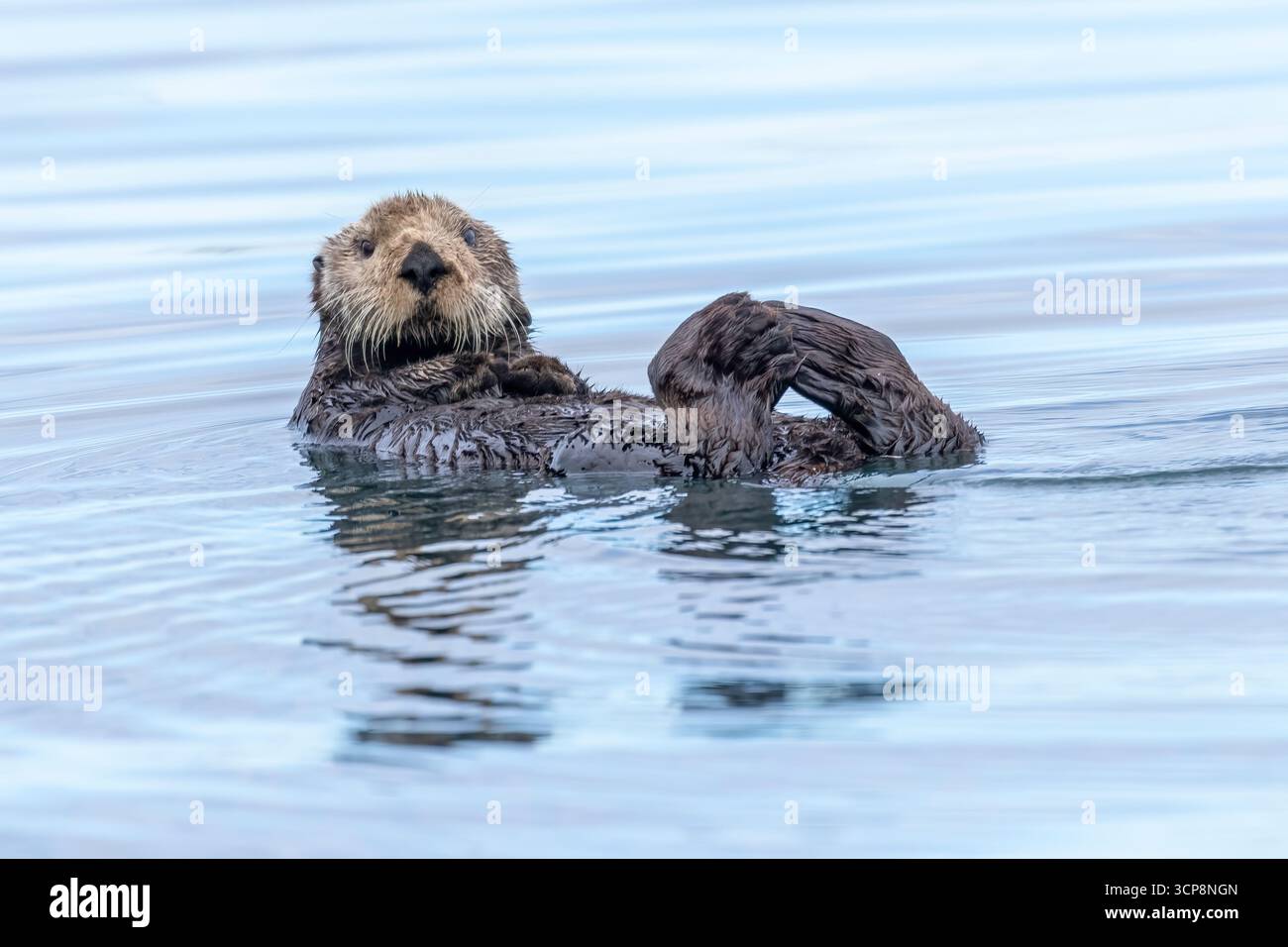 Una lontra di mare che galleggia sul tts guardando indietro la telecamera con le dita dei piedi che toccano Foto Stock