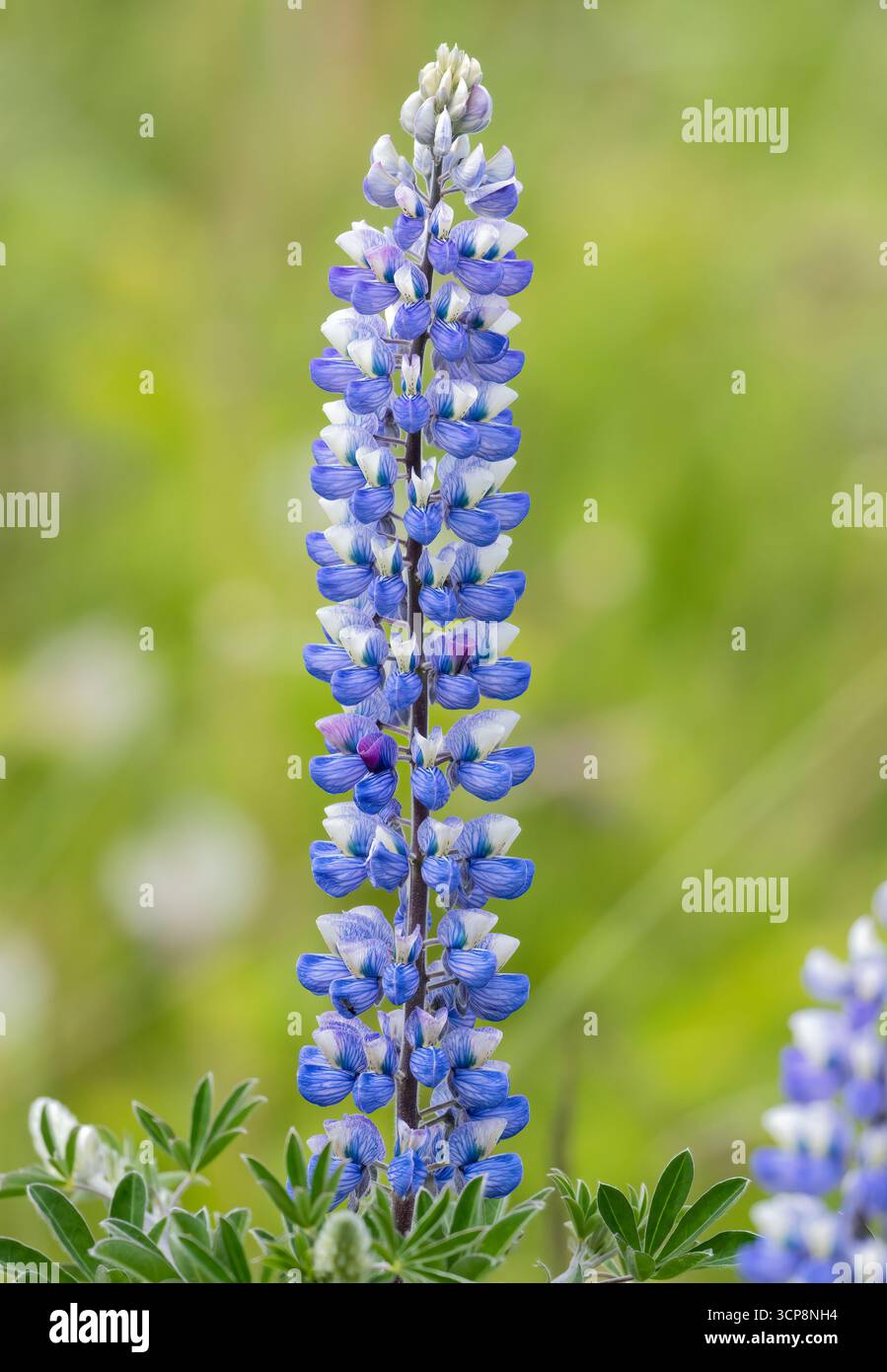 Uno stelo di fiore di lupino su uno sfondo verde pulito Foto Stock