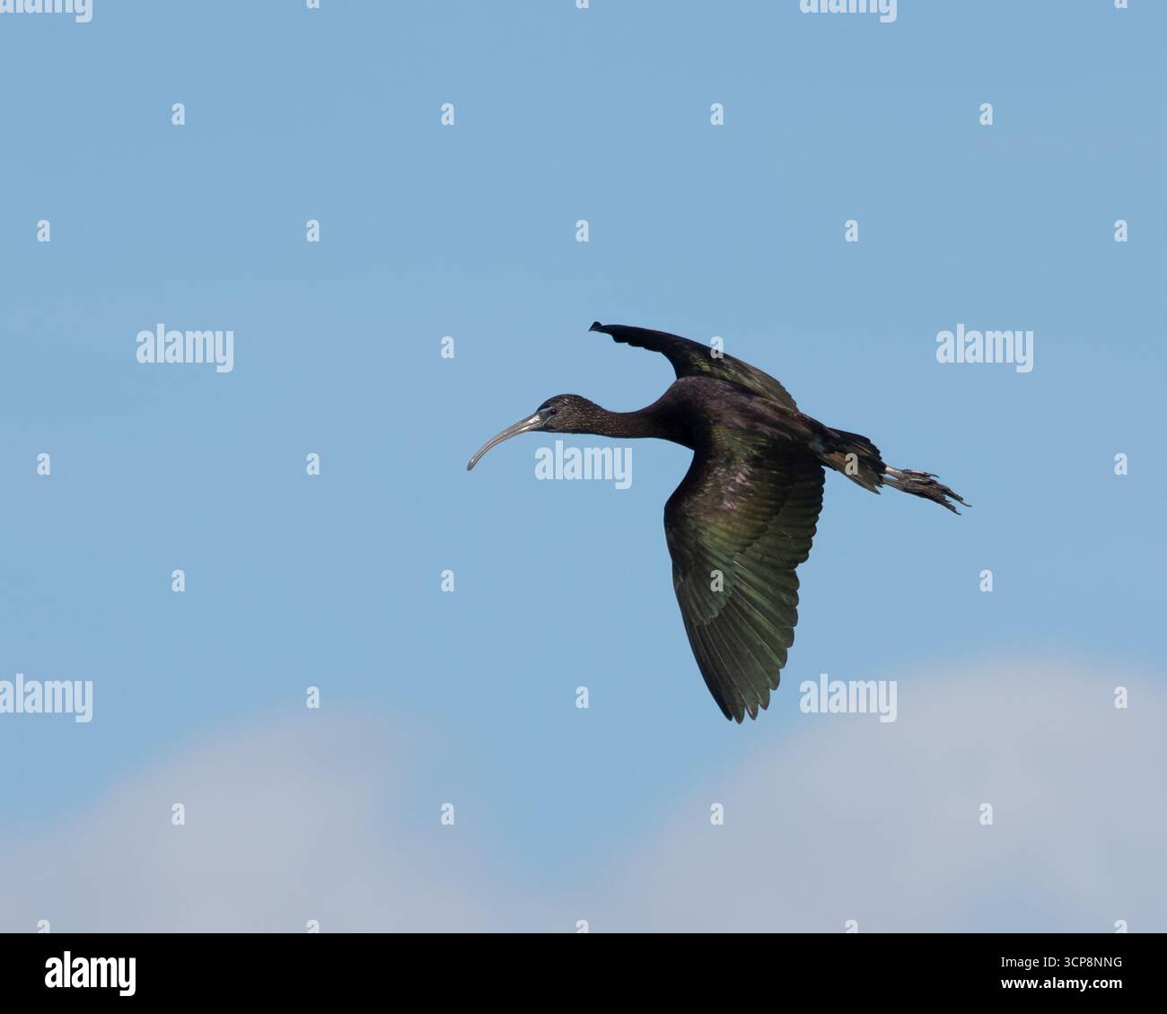 Un ibis lucido che vola contro un cielo azzurro Foto Stock