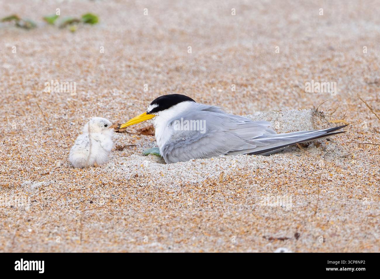 Un genitore di almeno tern che tocca il becco del pulcino in un momento tenero Foto Stock