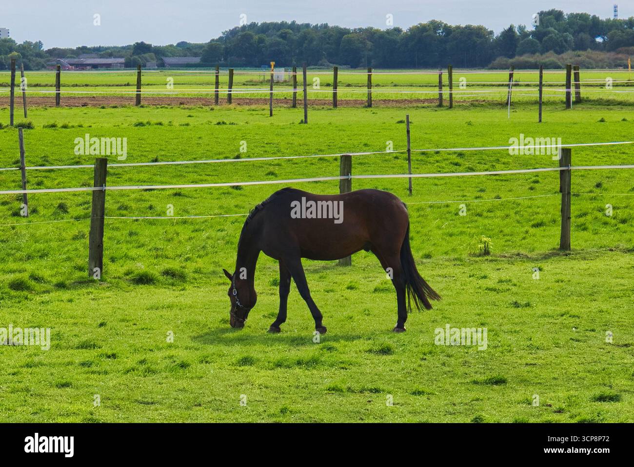 Cavallo bruno solitario che pascolano su un vasto campo verde in un paesaggio rurale pianeggiante con alberi distanti e numerose linee di recinzione sotto il cielo limpido Foto Stock
