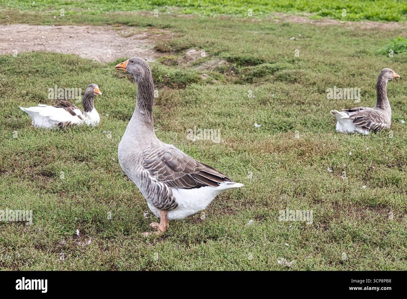 Gruppo di oche domestiche che pascolano su lussureggianti pascoli verdi in un ambiente rurale agricolo durante il giorno con luce naturale e spazi aperti Foto Stock