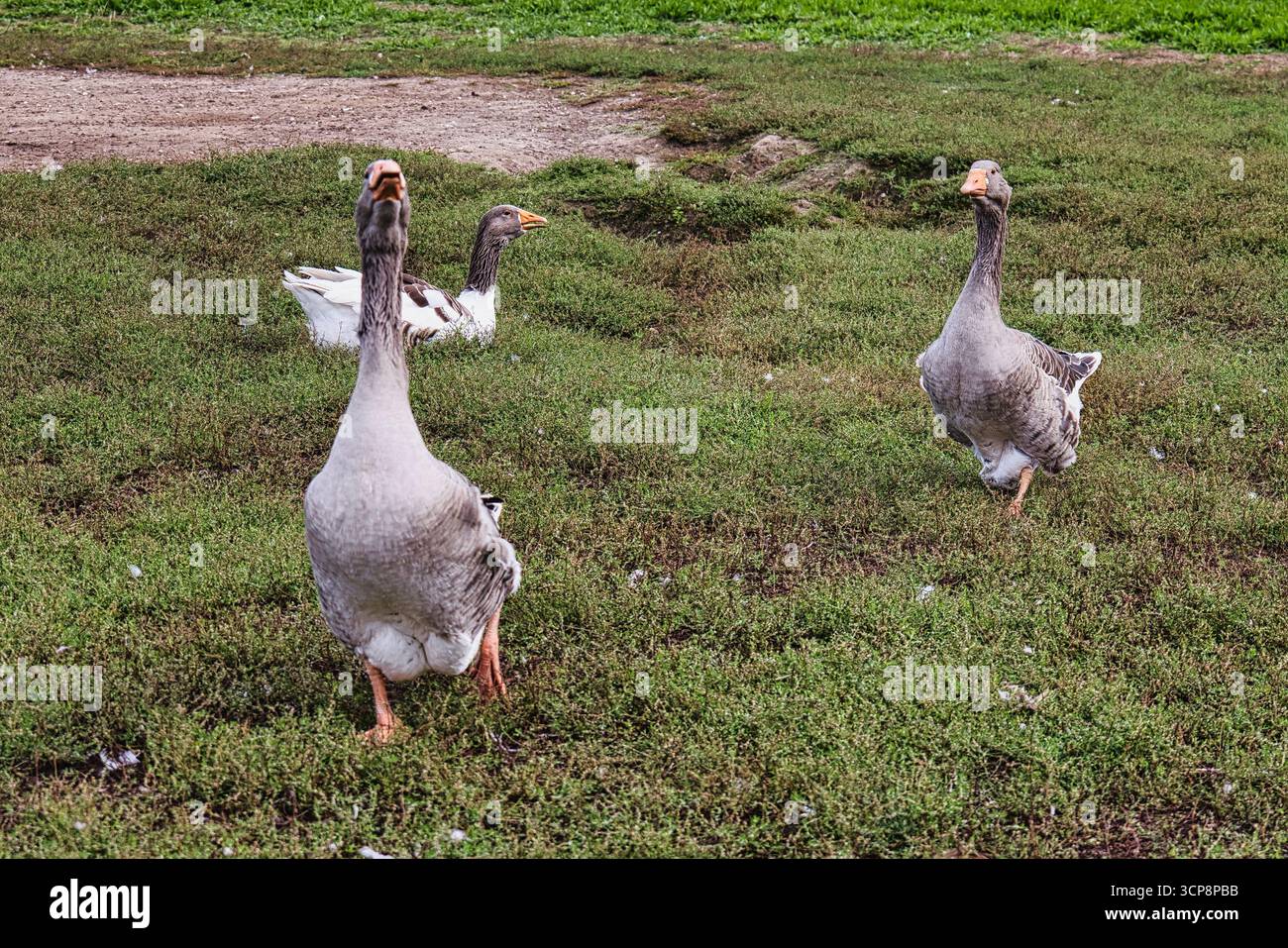 Gruppo di oche domestiche che pascolano su lussureggianti pascoli verdi in un ambiente rurale agricolo durante il giorno con luce naturale e spazi aperti Foto Stock