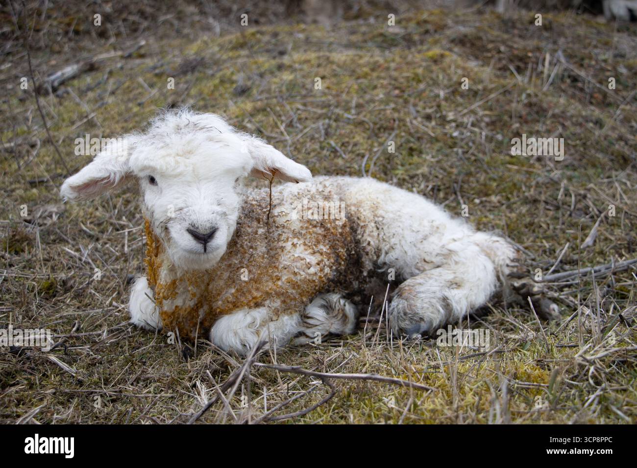 Agnello appena nato, simbolo della nuova vita, dell'agricoltura, dello stile di vita rurale e della stagione primaverile. Foto Stock