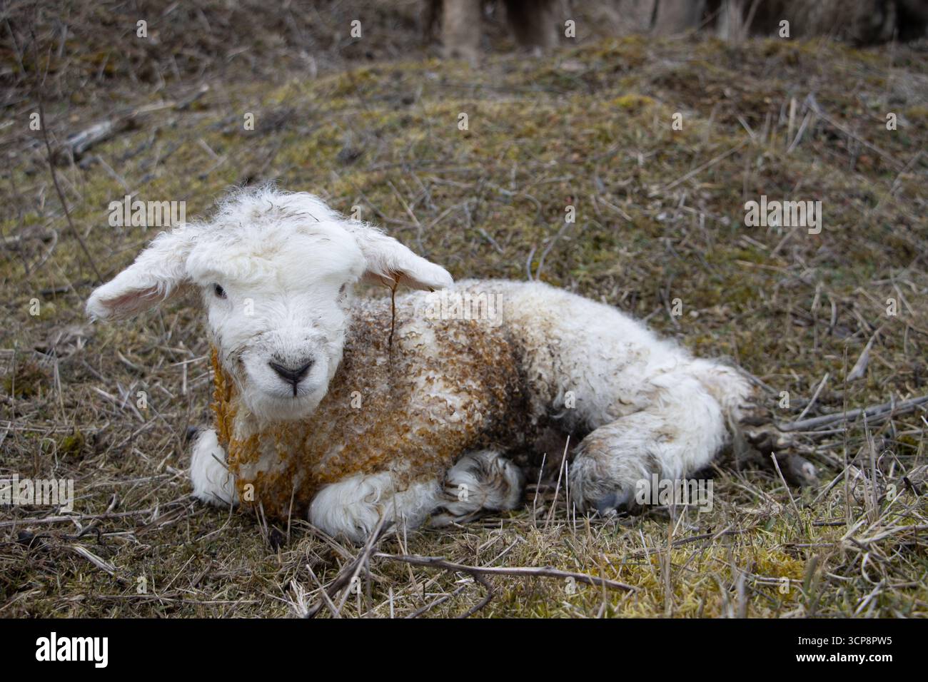 Agnello appena nato, simbolo della nuova vita, dell'agricoltura, dello stile di vita rurale e della stagione primaverile. Foto Stock