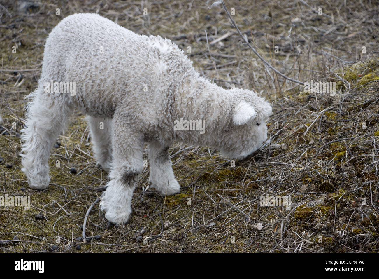 Agnello appena nato, simbolo della nuova vita, dell'agricoltura, dello stile di vita rurale e della stagione primaverile. Foto Stock