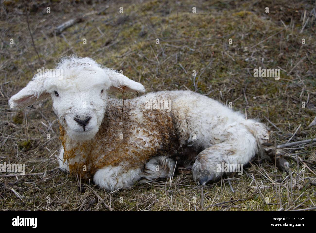 Agnello appena nato, simbolo della nuova vita, dell'agricoltura, dello stile di vita rurale e della stagione primaverile. Foto Stock