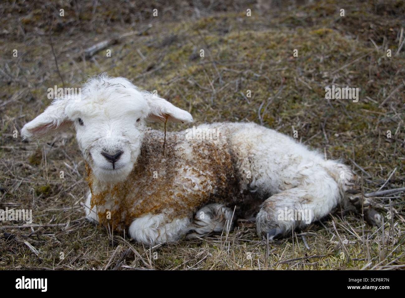 Agnello appena nato, simbolo della nuova vita, dell'agricoltura, dello stile di vita rurale e della stagione primaverile. Foto Stock