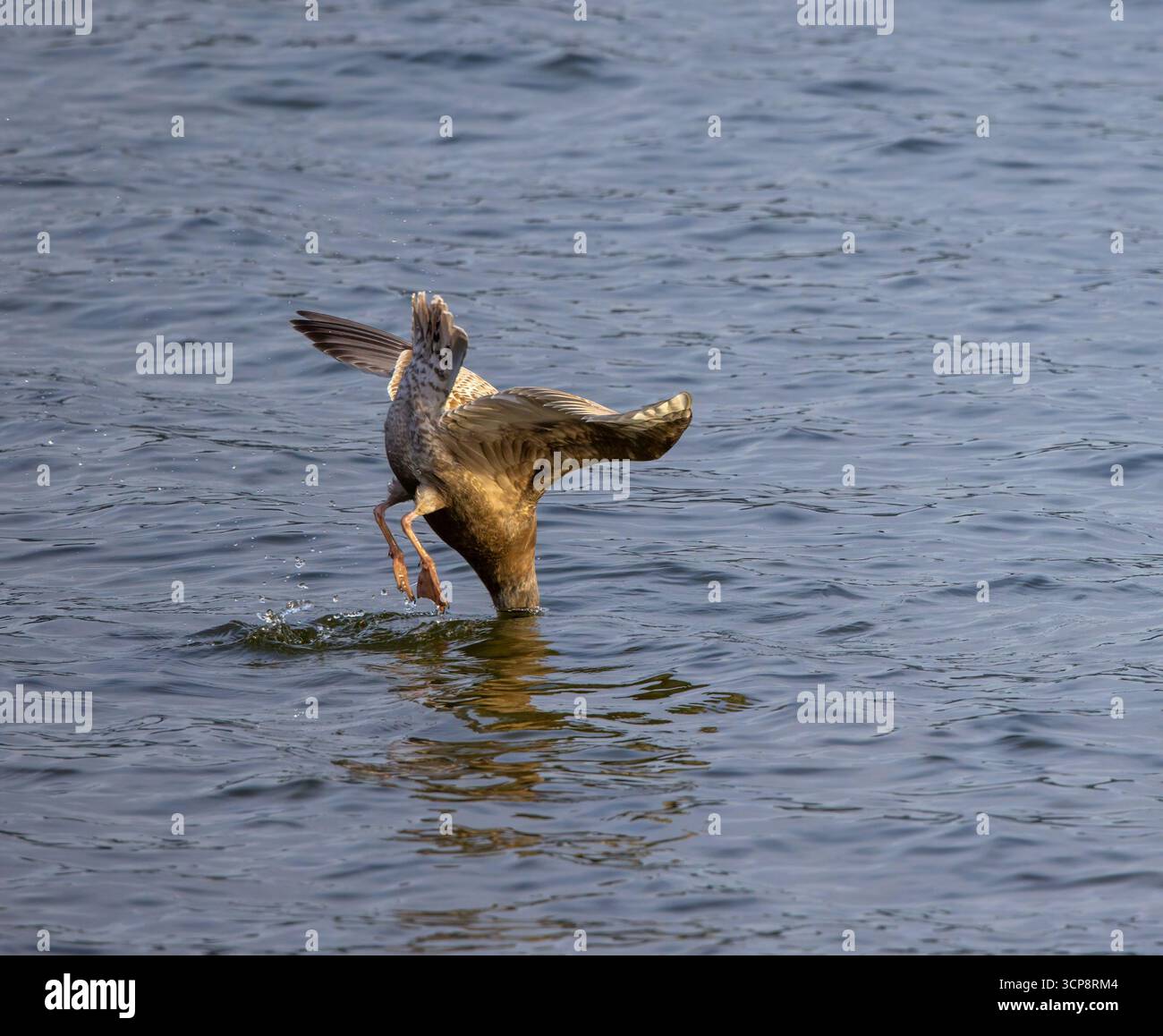 Un gabbiano olimpico in cerca di cibo nel lago Washington con la testa sott'acqua e il corpo nell'aria Foto Stock