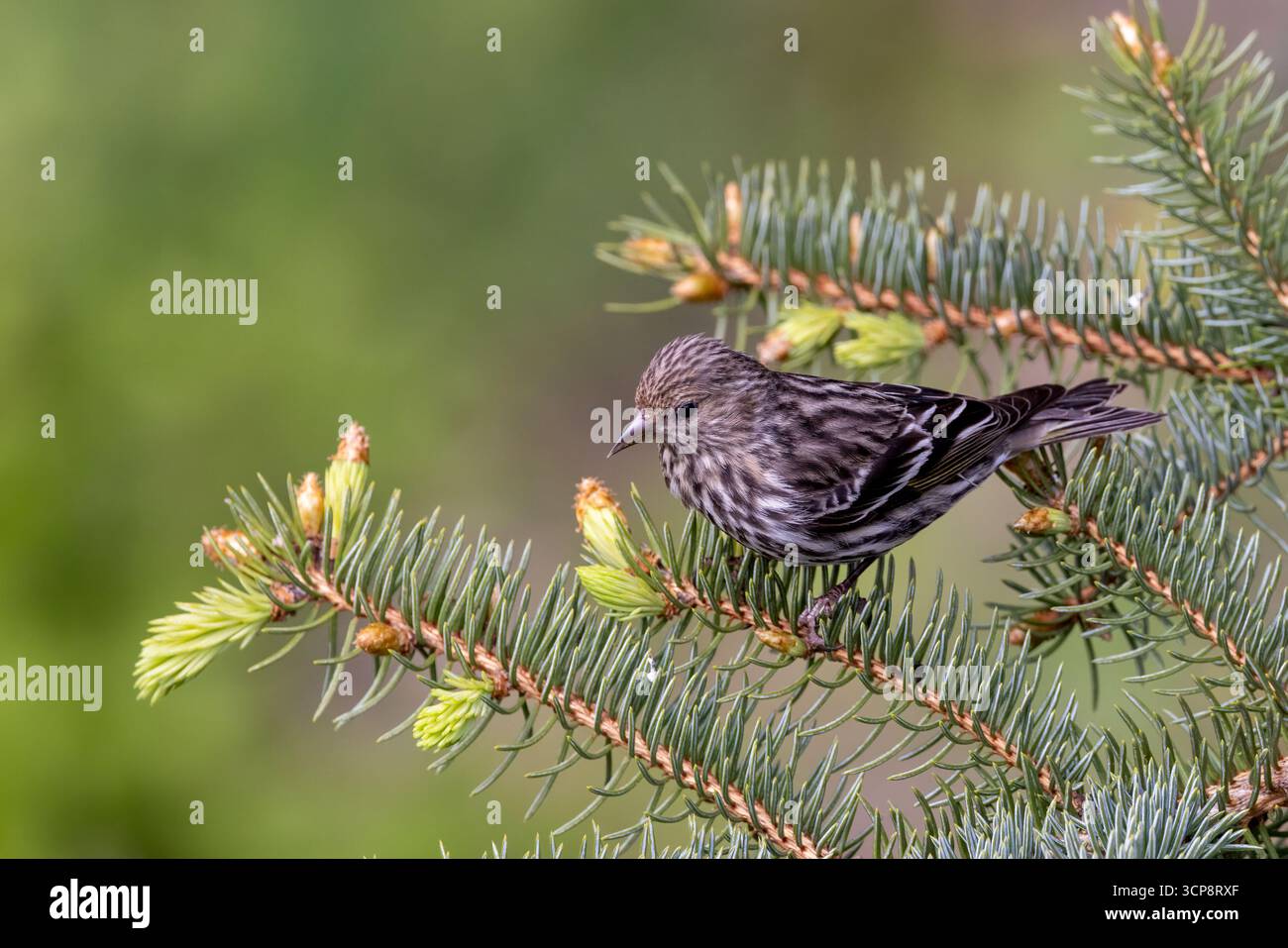 Un setaccio di pino arroccato all'estremità di un ramo di conifere con uno sfondo pulito Foto Stock