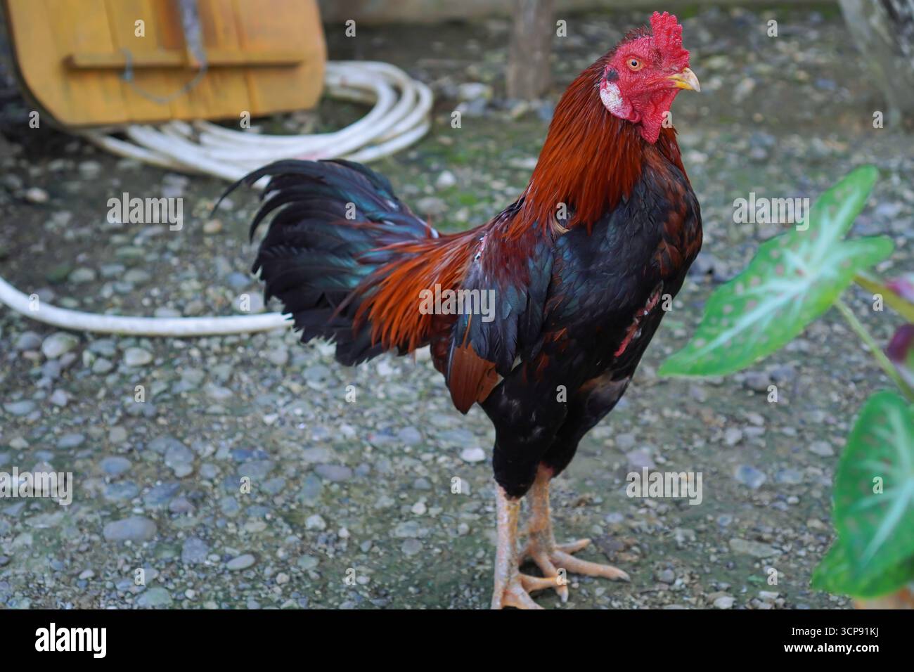 Primo piano di Un gallo in Un cortile Foto Stock