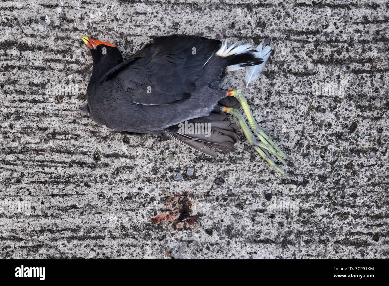 Dead Bird on Gray Pavement Closeup of Roadkill Foto Stock