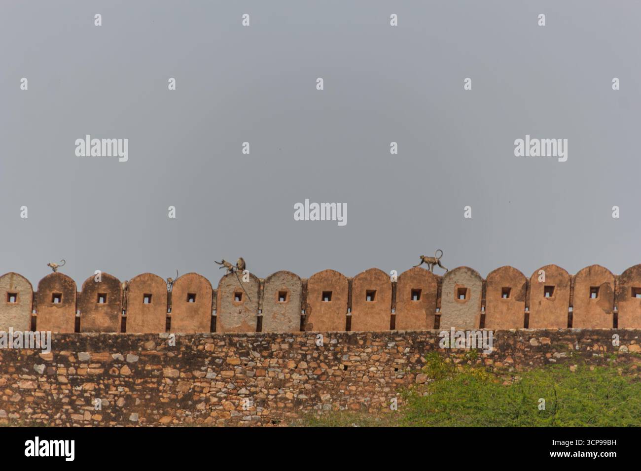 Scimmie di langur grigie arroccate sulle mura merlate di un forte storico nel Rajasthan Foto Stock