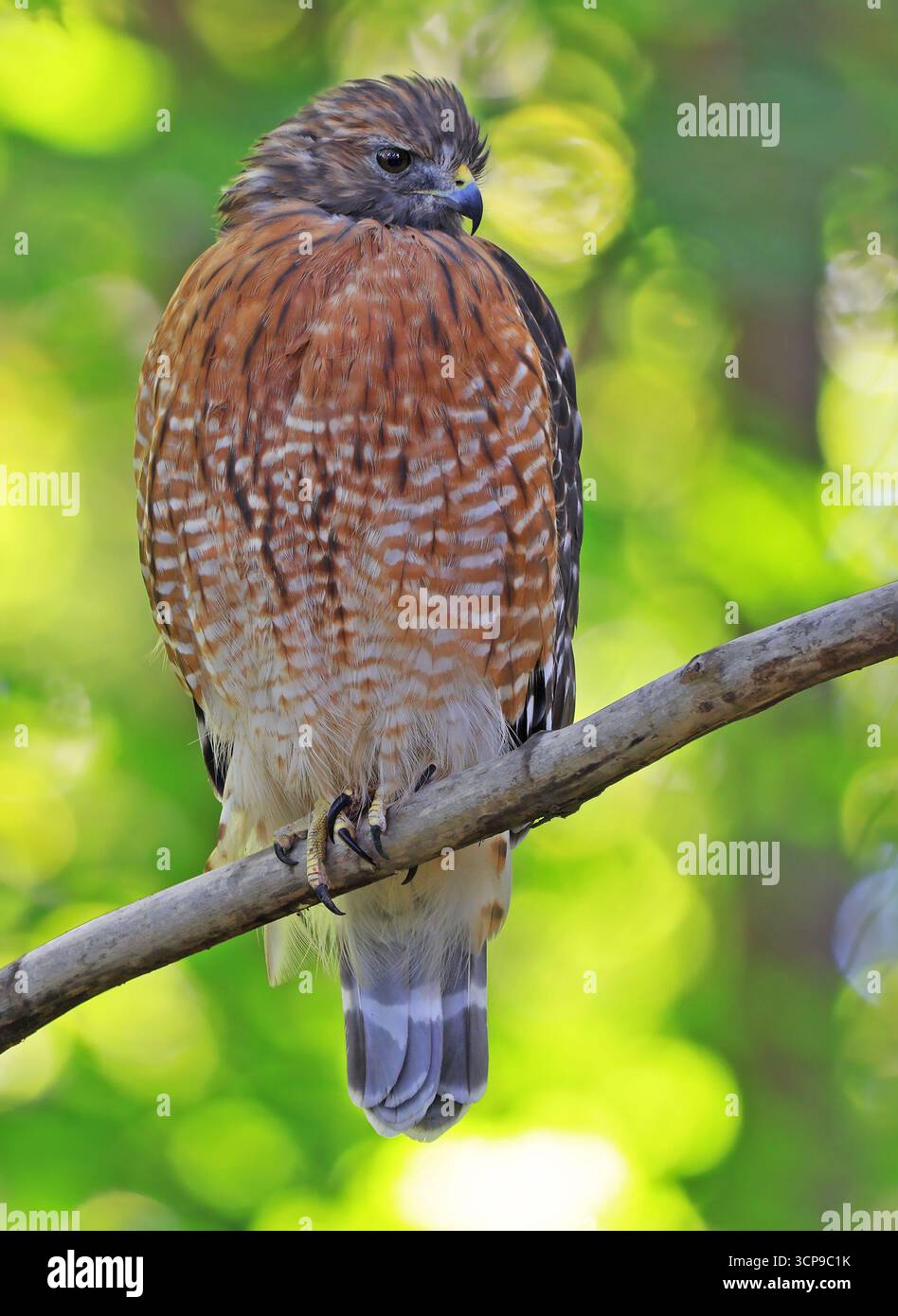 Il ritratto del falco con le spalle rosse su sfondo verde Foto Stock