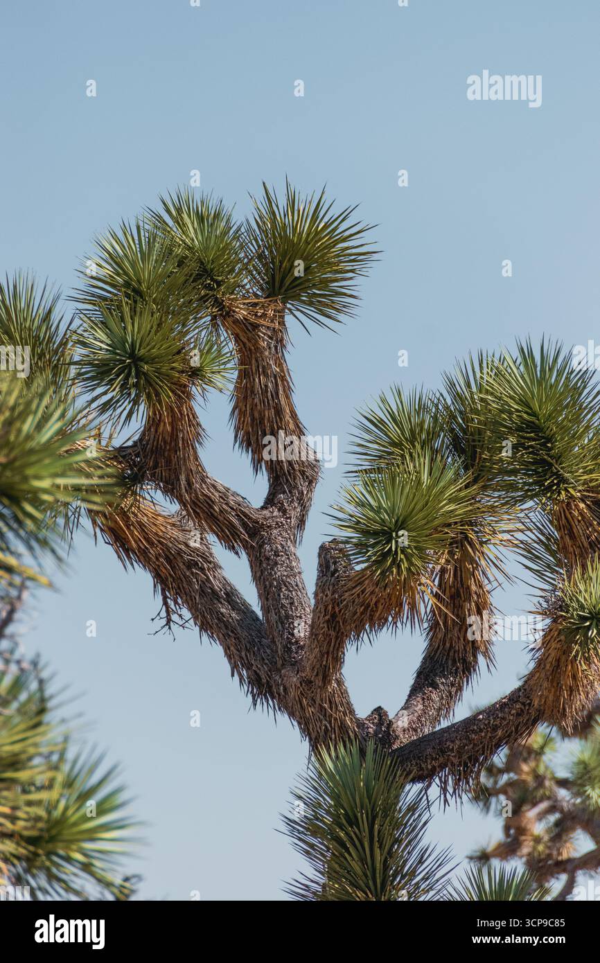 Metà estate, Joshuas Foto Stock