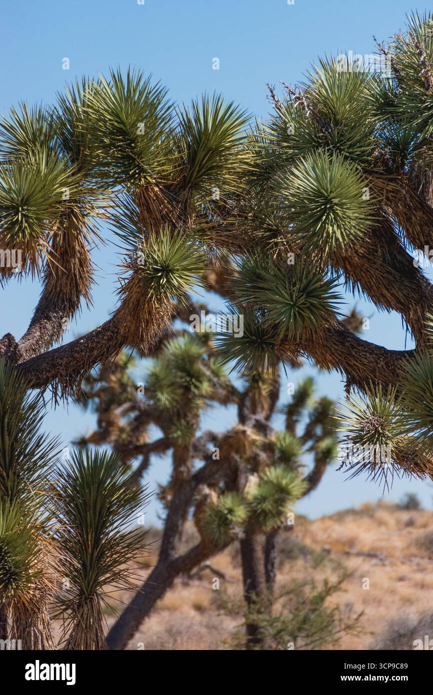 Metà estate, Joshuas Foto Stock