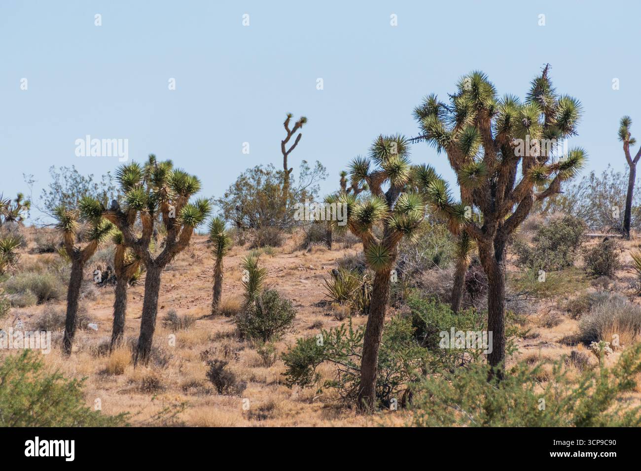 Metà estate, Joshuas Foto Stock