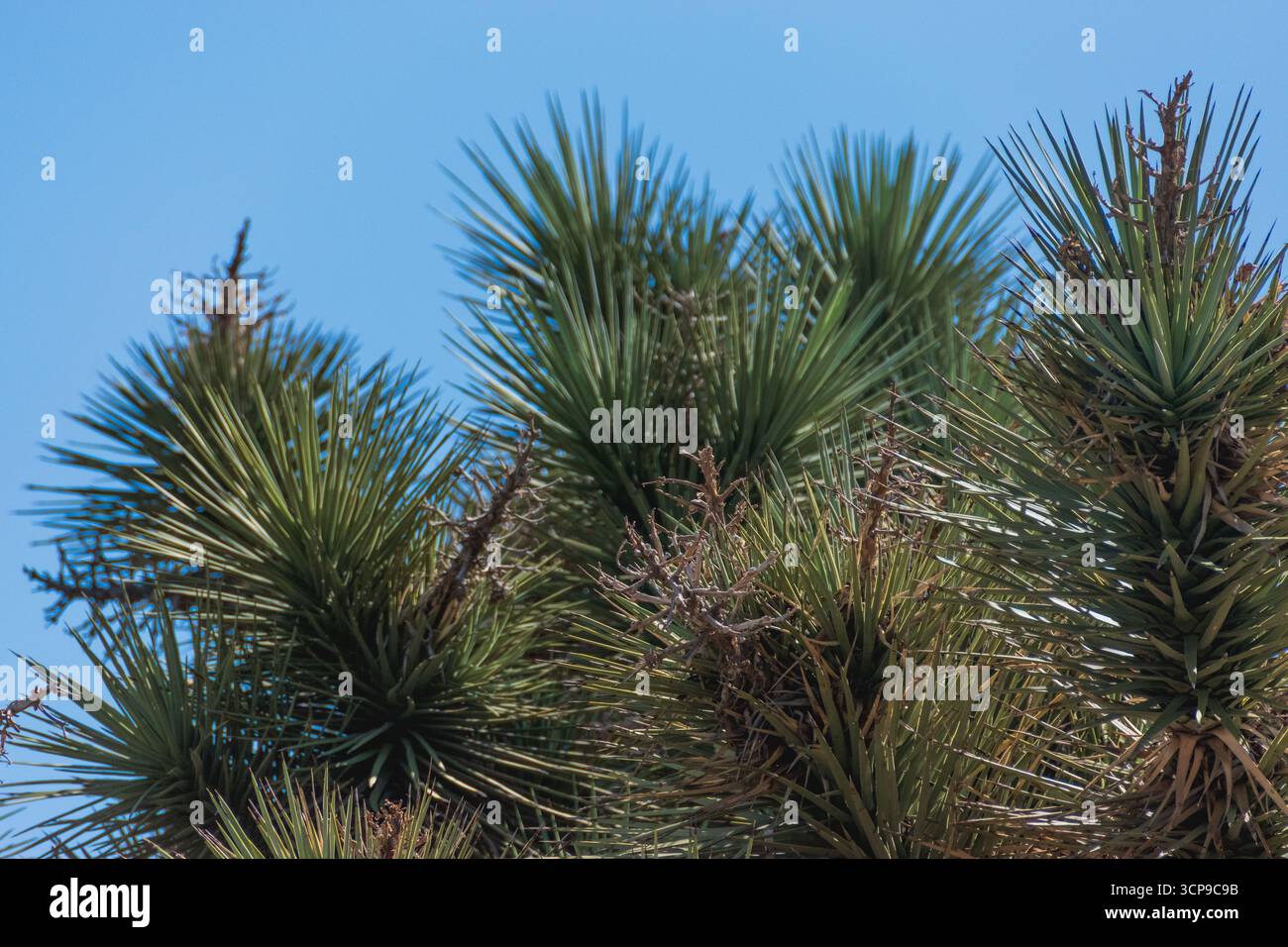 Metà estate, Joshuas Foto Stock