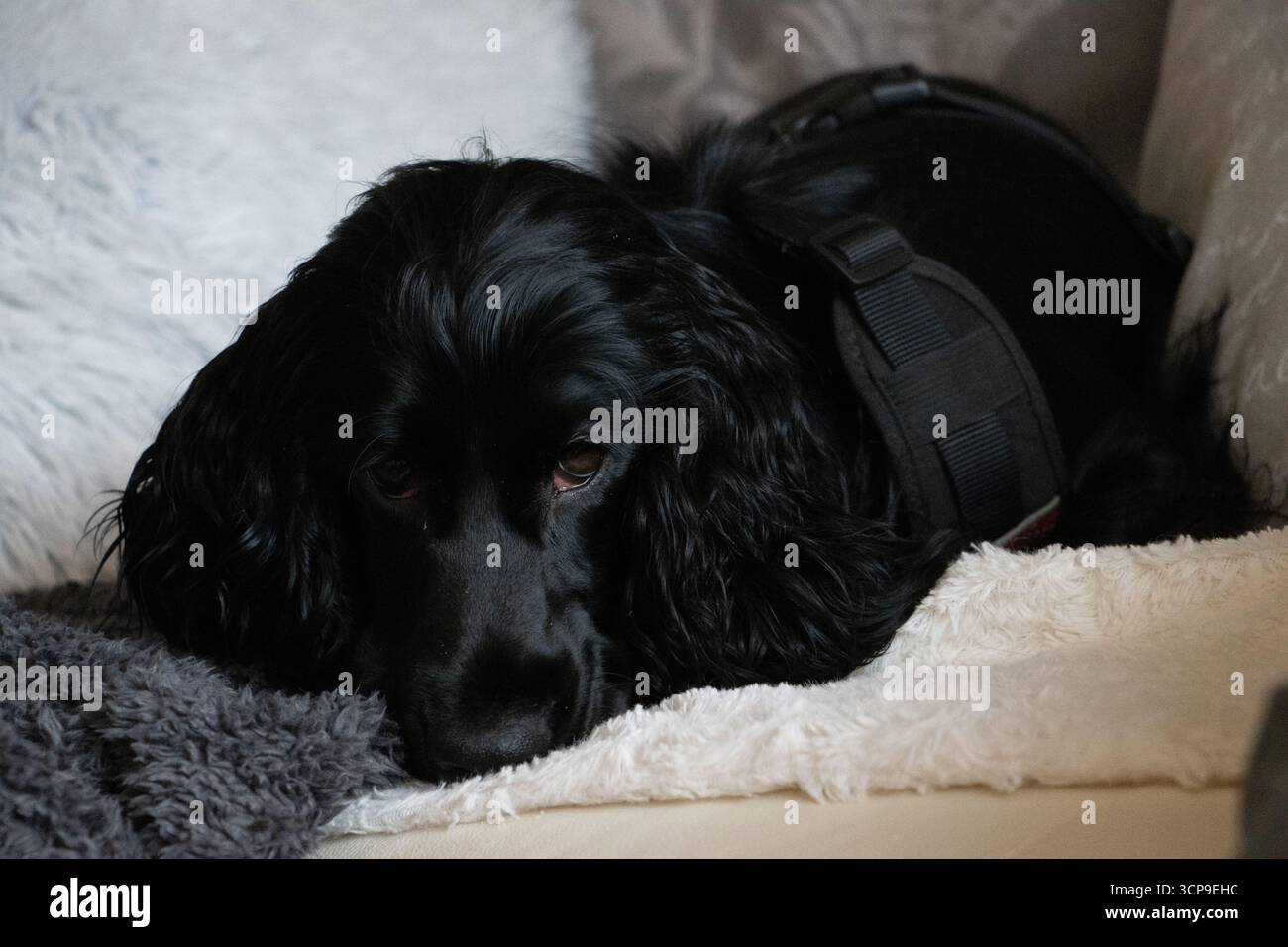 Il Cocker Spaniel inglese nero si posa al chiuso, sfoggia un cappotto elegante, occhi espressivi e il temperamento amichevole del cane di razza pura. Foto Stock Il Cocker Spaniel inglese nero si posa al chiuso, sfoggia un cappotto elegante, occhi espressivi e il temperamento amichevole del cane di razza pura. Foto Stock