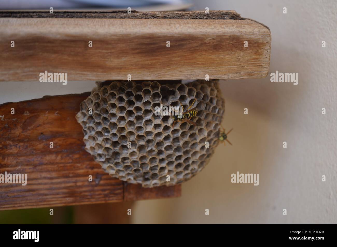 Due vespe sono visibili sul loro intricato nido, costruito sotto un vecchio tavolo di legno su una veranda esterna. Foto Stock