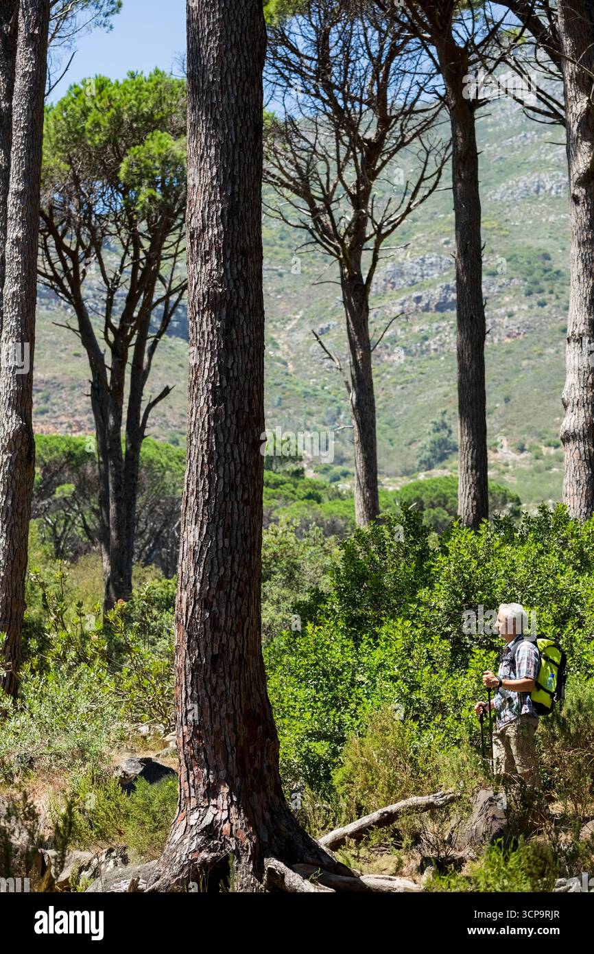 Sentiero roccioso da uomo anziano che porta con sé pali da trekking tra il sottobosco di pini, spazio copia Foto Stock