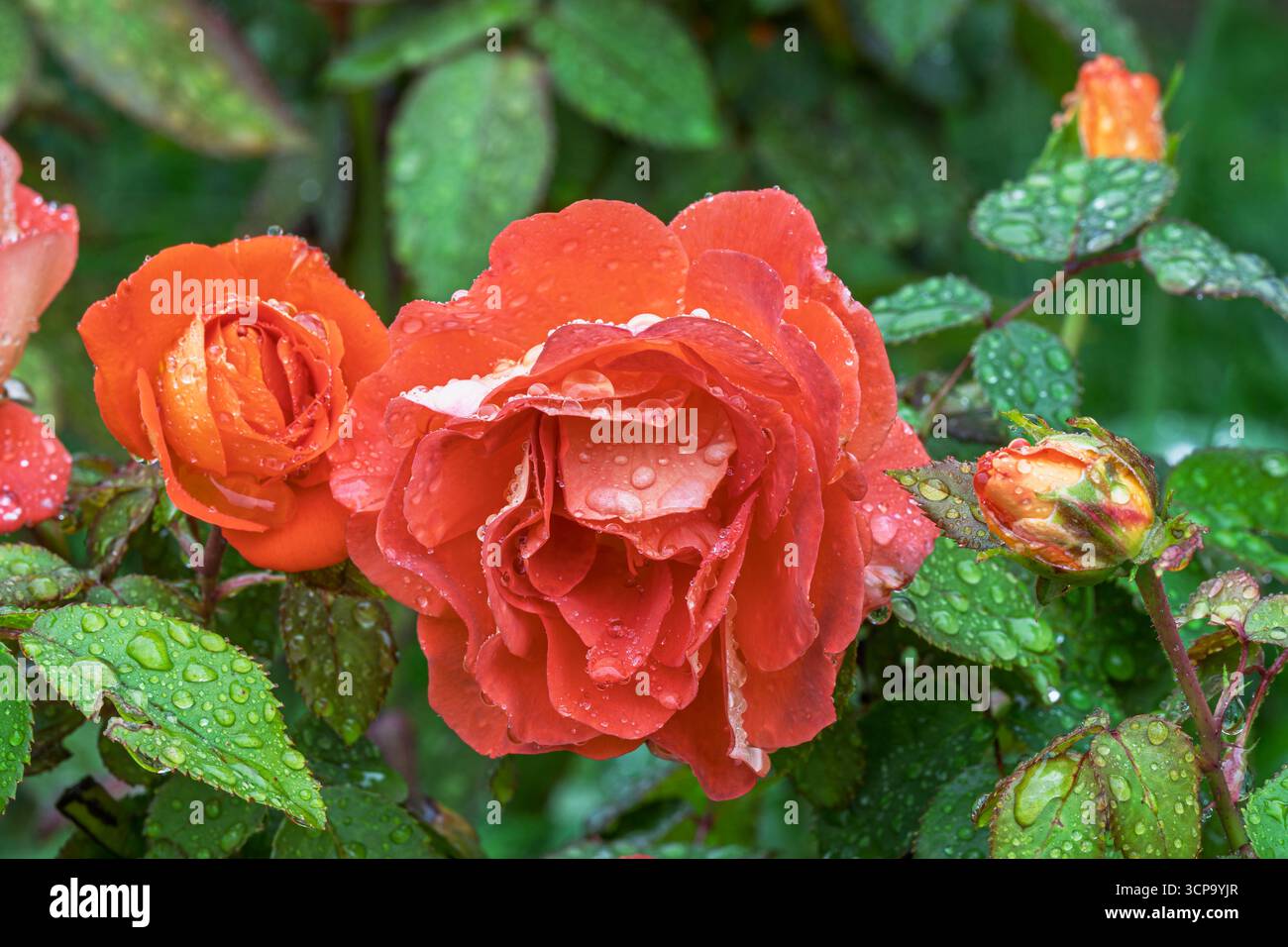 Vista ravvicinata dei delicati fiori di rosa arancio rosso che sbocciano all'aperto in giardino dopo la pioggia Foto Stock