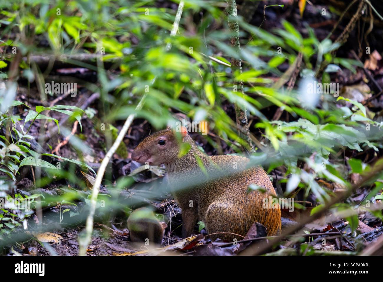 Vista di un agouti nel sottobosco della foresta pluviale, Panama, estate 2023 Foto Stock